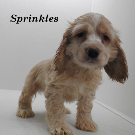 puppy, for, sale, Cocker Spaniel, Joe & Cherri  Overlease, dog, breeder, Miller, MO, dog-breeder, puppy-for-sale, forsale, nearby, find, puppyfind, locator, puppylocator, aca